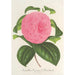 Reprodukcja obrazu Camellia Vicomte de Nieuland - Charles Antoine Lemaire
