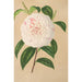 Camellia Virginia Franco - Charles Antoine Lemaire — widok dzieła