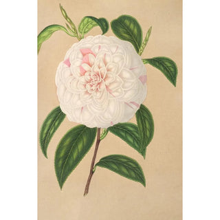 Charles Antoine Lemaire - Camellia Virginia Franco.webp