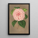 Reprodukcja obrazu Camellia Vittorio Emmanuele II - Charles Antoine Lemaire