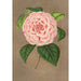 Reprodukcja obrazu Camellia Vittorio Emmanuele II - Charles Antoine Lemaire