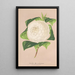 Reprodukcja obrazu Camellia alba ornatissima - Charles Antoine Lemaire