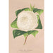 Reprodukcja obrazu Camellia alba ornatissima - Charles Antoine Lemaire