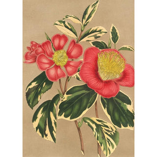 Charles Antoine Lemaire - Camellia japonica sesanqua.webp