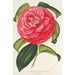 Camellia reticulata var. flore pleno - Charles Antoine Lemaire — widok dzieła