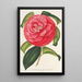 Camellia reticulata var. flore pleno - Charles Antoine Lemaire — oprawiony obraz na ścianie