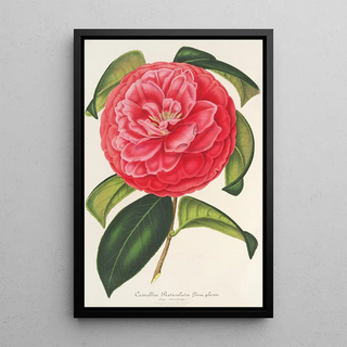 Charles Antoine Lemaire - Camellia reticulata var flore pleno.webp