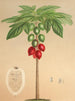 Carica erythrocarpa - Charles Antoine Lemaire — widok dzieła