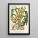 Reprodukcja obrazu Catasetum trimerochilum - Charles Antoine Lemaire