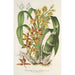 Reprodukcja obrazu Catasetum trimerochilum - Charles Antoine Lemaire