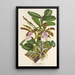 Reprodukcja obrazu Cattleya Aclandiae - Charles Antoine Lemaire