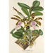 Reprodukcja obrazu Cattleya Aclandiae - Charles Antoine Lemaire