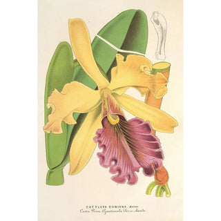 Charles Antoine Lemaire - Cattleya Dowiana.webp