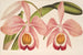 Cattleya Eldorado splendens - Charles Antoine Lemaire — widok dzieła
