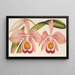 Cattleya Eldorado splendens - Charles Antoine Lemaire — oprawiony obraz na ścianie