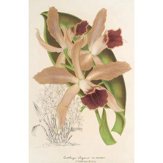 Charles Antoine Lemaire - Cattleya elegans Ch Morren.webp