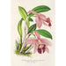 Cattleya pumila - Charles Antoine Lemaire — widok dzieła