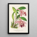 Cattleya pumila - Charles Antoine Lemaire — oprawiony obraz na ścianie