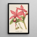 Reprodukcja obrazu Cattleya superba var. splendens - Charles Antoine Lemaire