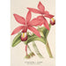 Reprodukcja obrazu Cattleya superba var. splendens - Charles Antoine Lemaire