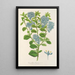 Reprodukcja obrazu Ceanothus elegans - Charles Antoine Lemaire