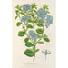 Reprodukcja obrazu Ceanothus elegans - Charles Antoine Lemaire