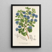 Reprodukcja obrazu Ceanothus floribundus - Charles Antoine Lemaire
