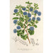 Reprodukcja obrazu Ceanothus floribundus - Charles Antoine Lemaire
