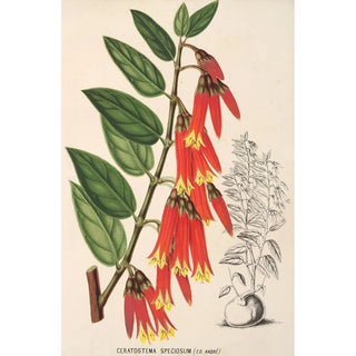 Charles Antoine Lemaire - Ceratostema speciosum.webp