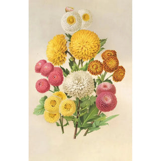 Charles Antoine Lemaire - Chrysanthmes dautomne.webp