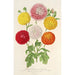 Chrysanthèmes des jardins nains et précoces - Charles Antoine Lemaire — widok dzieła