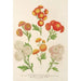 Reprodukcja obrazu Chrysanthèmes nouveaux Lilliputiens - Charles Antoine Lemaire