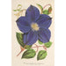 Clematis Jackmani - Charles Antoine Lemaire — widok dzieła