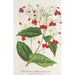 Clerodendrum Thomson - Charles Antoine Lemaire — widok dzieła