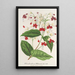 Clerodendrum Thomson - Charles Antoine Lemaire — oprawiony obraz na ścianie