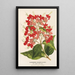Reprodukcja obrazu Clerodendrum speciosum hybridum - Charles Antoine Lemaire