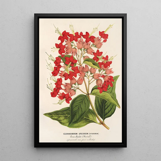 Charles Antoine Lemaire - Clerodendrum speciosum hybridum.webp
