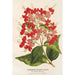 Reprodukcja obrazu Clerodendrum speciosum hybridum - Charles Antoine Lemaire