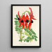 Reprodukcja obrazu Clianthus Dampieri - Charles Antoine Lemaire