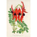 Reprodukcja obrazu Clianthus Dampieri - Charles Antoine Lemaire