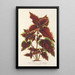 Reprodukcja obrazu Coleus Verschaffeltii - Charles Antoine Lemaire