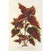 Reprodukcja obrazu Coleus Verschaffeltii - Charles Antoine Lemaire