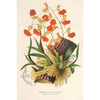 Charles Antoine Lemaire - Comparettia coccinea.webp