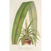 Cordyline indivisa - Charles Antoine Lemaire — widok dzieła