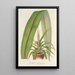 Cordyline indivisa - Charles Antoine Lemaire — oprawiony obraz na ścianie