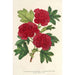 Cratægus oxyacantha var fleurs écarlates pleines - Charles Antoine Lemaire — widok dzieła