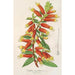 Reprodukcja obrazu Cypha Cuphea jorullensis - Charles Antoine Lemaire
