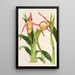 Reprodukcja obrazu Cypripedium Roezli - Charles Antoine Lemaire