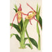 Reprodukcja obrazu Cypripedium Roezli - Charles Antoine Lemaire