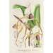 Cypripedium Stonei - Charles Antoine Lemaire — widok dzieła